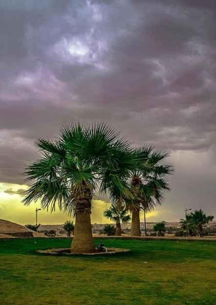 منتزه الملك عبد الله الوطني في بريدة King Abdullah National Park Buraidah