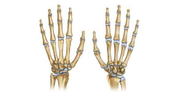 كم عدد عظام اليد  وأهم المعلومات التي لا تعرفها عن عظام اليدين