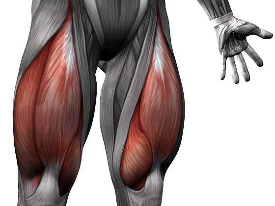 ما هي اكبر عضله في جسم الانسان