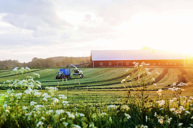 بماذا تشتهر السويد في الزراعة أهم المحاصيل الزراعية التي تنتجها السويد